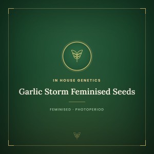 Garlic Storm Feminised Seeds Garlic Storm Feminised Seeds