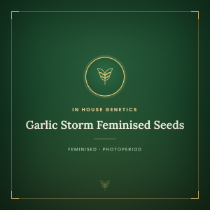Garlic Storm Feminised Seeds Garlic Storm Feminised Seeds