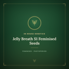 Jelly Breath S1 Feminised Seeds Jelly Breath S1 Feminised Seeds