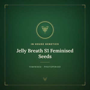 Jelly Breath S1 Feminised Seeds