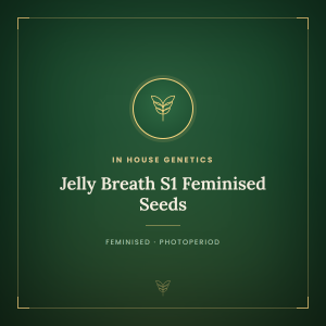 Jelly Breath S1 Feminised Seeds Jelly Breath S1 Feminised Seeds