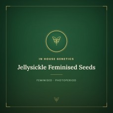 Jellysickle Feminised Seeds