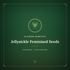 Jellysickle Feminised Seeds Jellysickle Feminised Seeds