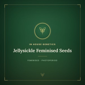 Jellysickle Feminised Seeds Jellysickle Feminised Seeds