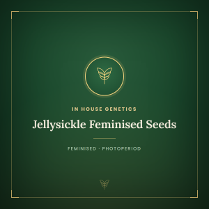 Jellysickle Feminised Seeds Jellysickle Feminised Seeds