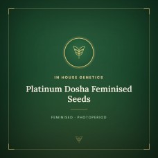Platinum Dosha Feminised Seeds Platinum Dosha Feminised Seeds
