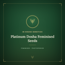 Platinum Dosha Feminised Seeds Platinum Dosha Feminised Seeds