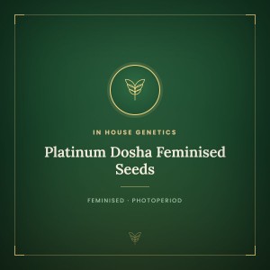 Platinum Dosha Feminised Seeds Platinum Dosha Feminised Seeds