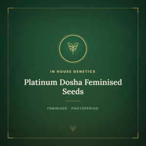 Platinum Dosha Feminised Seeds Platinum Dosha Feminised Seeds