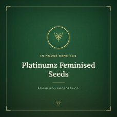 Platinumz Feminised Seeds Platinumz Feminised Seeds