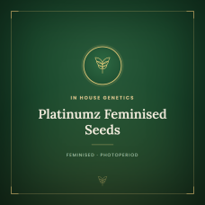 Platinumz Feminised Seeds Platinumz Feminised Seeds