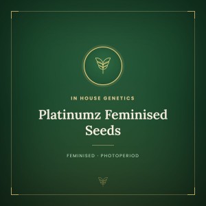 Platinumz Feminised Seeds Platinumz Feminised Seeds