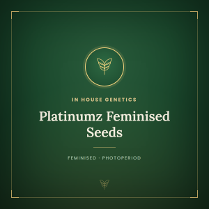 Platinumz Feminised Seeds Platinumz Feminised Seeds