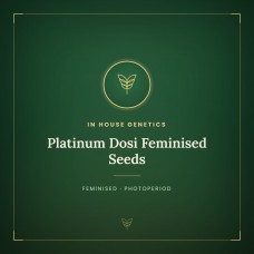 Platinum Dosi Feminised Seeds Platinum Dosi Feminised Seeds
