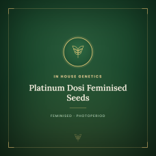 Platinum Dosi Feminised Seeds Platinum Dosi Feminised Seeds