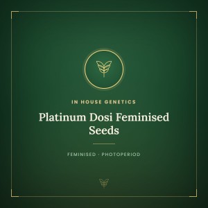 Platinum Dosi Feminised Seeds