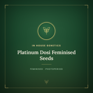 Platinum Dosi Feminised Seeds Platinum Dosi Feminised Seeds