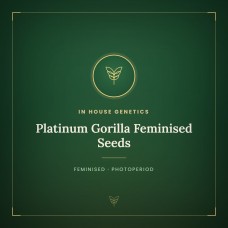 Platinum Gorilla Feminised Seeds Platinum Gorilla Feminised Seeds