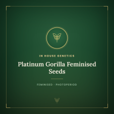 Platinum Gorilla Feminised Seeds Platinum Gorilla Feminised Seeds