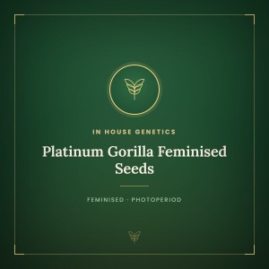 Platinum Gorilla Feminised Seeds Platinum Gorilla Feminised Seeds