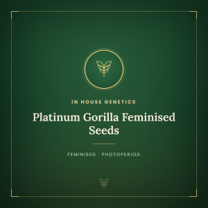Platinum Gorilla Feminised Seeds Platinum Gorilla Feminised Seeds