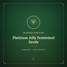 Platinum Jelly Feminised Seeds Platinum Jelly Feminised Seeds