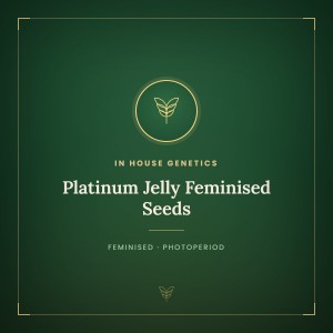 Platinum Jelly Feminised Seeds Platinum Jelly Feminised Seeds