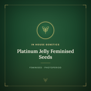 Platinum Jelly Feminised Seeds Platinum Jelly Feminised Seeds
