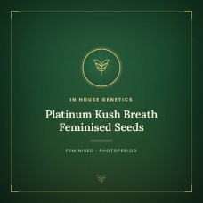Platinum Kush Breath Feminised Seeds Platinum Kush Breath Feminised Seeds