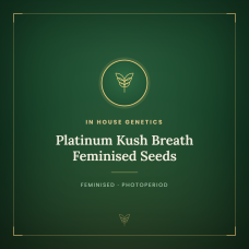 Platinum Kush Breath Feminised Seeds Platinum Kush Breath Feminised Seeds