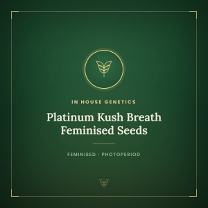 Platinum Kush Breath Feminised Seeds Platinum Kush Breath Feminised Seeds
