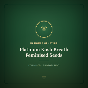 Platinum Kush Breath Feminised Seeds