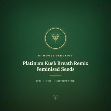 Platinum Kush Breath Remix Feminised Seeds Platinum Kush Breath Remix Feminised Seeds