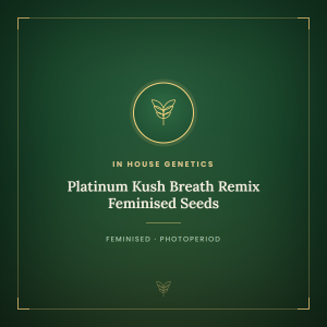 Platinum Kush Breath Remix Feminised Seeds Platinum Kush Breath Remix Feminised Seeds