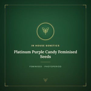 Platinum Purple Candy Feminised Seeds