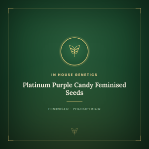 Platinum Purple Candy Feminised Seeds Platinum Purple Candy Feminised Seeds