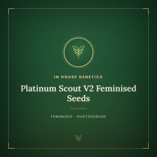 Platinum Scout V2 Feminised Seeds Platinum Scout V2 Feminised Seeds