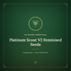 Platinum Scout V2 Feminised Seeds Platinum Scout V2 Feminised Seeds