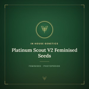 Platinum Scout V2 Feminised Seeds