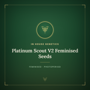 Platinum Scout V2 Feminised Seeds Platinum Scout V2 Feminised Seeds