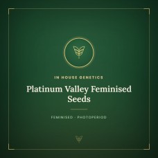 Platinum Valley Feminised Seeds Platinum Valley Feminised Seeds