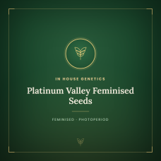 Platinum Valley Feminised Seeds Platinum Valley Feminised Seeds