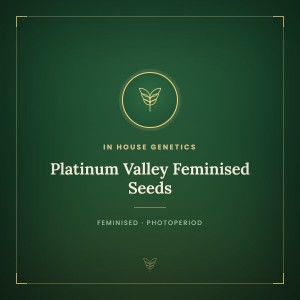 Platinum Valley Feminised Seeds