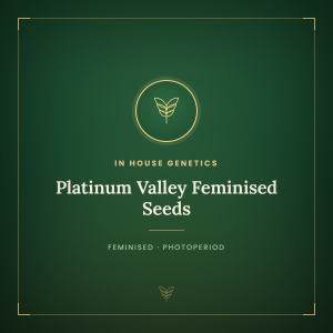 Platinum Valley Feminised Seeds Platinum Valley Feminised Seeds