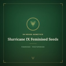 Slurricane IX Feminised Seeds Slurricane IX Feminised Seeds