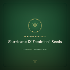 Slurricane IX Feminised Seeds Slurricane IX Feminised Seeds