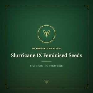 Slurricane IX Feminised Seeds Slurricane IX Feminised Seeds