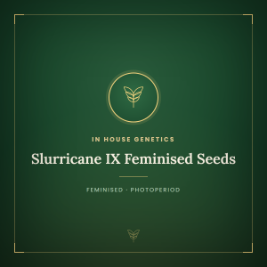 Slurricane IX Feminised Seeds Slurricane IX Feminised Seeds