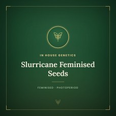 Slurricane Feminised Seeds