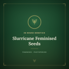 Slurricane Feminised Seeds Slurricane Feminised Seeds